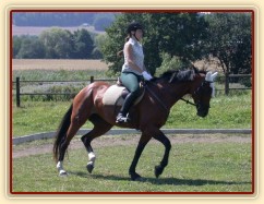 Závody v Korkyni, drezura Z1