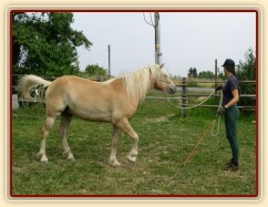 Vilibald je vysílán na kruh.