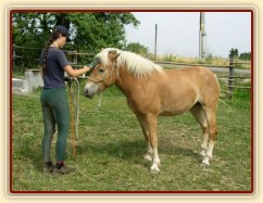 Bela při práci ze země: přátelská hra.