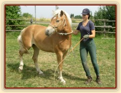 Bela při práci ze země: řídící hra, obrat okolo zadku.