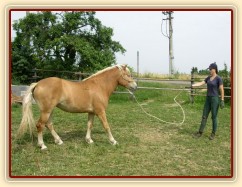 Bela při práci ze země: jojo hra, couvání na vlnění lanem.