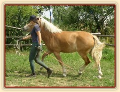 Bela při práci ze země: rozcházení se na pobídku carrotstickem a ukázání rukou (toto cvičení má velký význam při prvních krocích pod jezdcem).