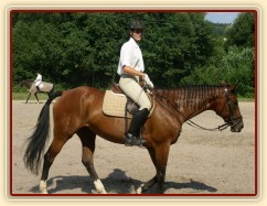 Opracovávání před drezurní zkouškou: uvolnění koně.