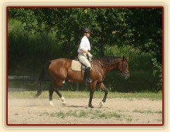 Opracovávání před drezurní zkouškou: uvolnění koně.