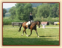 Drezurní zkouška: prodloužený klus