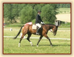 Drezurní zkouška: prodloužený klus