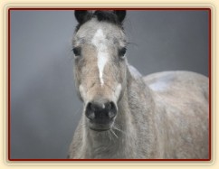 Greisy, foto Tereza Huclová