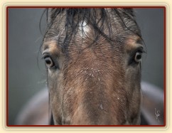 Keisy, foto Tereza Huclová