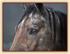 Keisy, foto Tereza Huclová