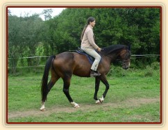 Krok na jízdárně, začínáme pracovat na sebrání