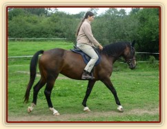 Krok na jízdárně, začínáme pracovat na sebrání