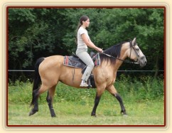 Jízdárna, klidný krok