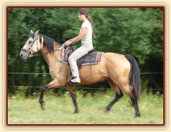 Jízdárna, klidný klus