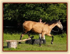 Práce ze země, překlusání přes skok