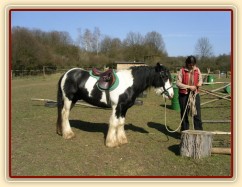 První sedlání a uždění - Bas klidně stojí