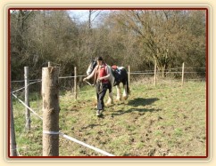 První lonžování - Bas je veden po kruhu