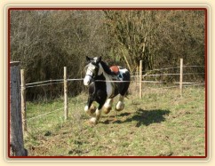 První lonžování - cval