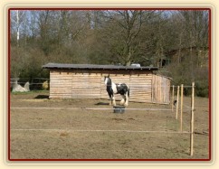 Bas ve svém výběhu