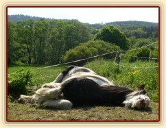 Bas na pastvině - odpočinek