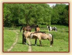 Bas na své pastvině vedle koní