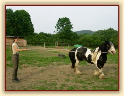 7 her podle Pata Parelli - kruhová hra