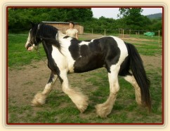 7 her podle Pata Parelli - kruhová hra