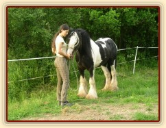 7 her podle Pata Parelli - pochvala po dobrém cviku je důležitá:-)