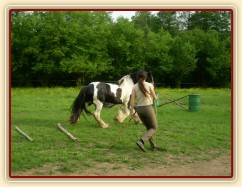7 her7 her podle Pata Parelli - překlusání kavalet, následné zpomalení