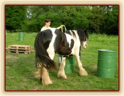 7 her podle Pata Parelli - vyslání mezi dva sudy (prostorová neboli stlačovací hra)