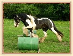 7 her podle Pata Parelli - přeskočení překážky (Bas nerad skákal a tak většinou skoky překlusal)