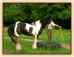 7 her podle Pata Parelli - Bas se poprvé učí stoupnout do pneumatiky