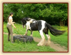 7 her podle Pata Parelli - Bas se poprvé učí stoupnout do pneumatiky, snaží se jí obejít