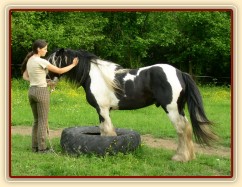 7 her podle Pata Parelli - Bas se poprvé stojí předními v pneumatice