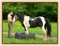 7 her podle Pata Parelli - Bas se poprvé stojí předními v pneumatice