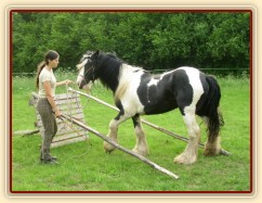 7 her podle Pata Parelli - Bas vycouvává z překážky