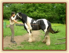 7 her podle Pata Parelli - "naštelování" koně před couváním do prostoru omezeného kládami