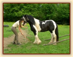 7 her podle Pata Parelli - couvání do prostoru omezeného kládami