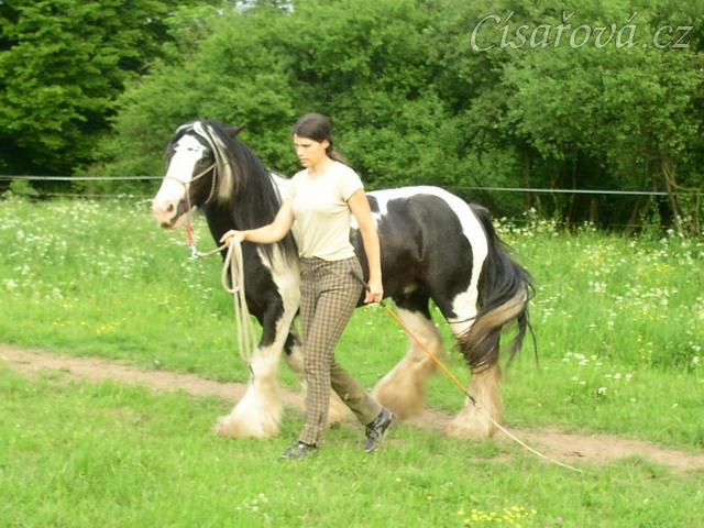 7 her podle Pata Parelli - bez použití lana jde kůň vedle člověka - příprava pro ježdění