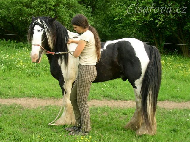 7 her podle Pata Parelli - ohnutí hlavy