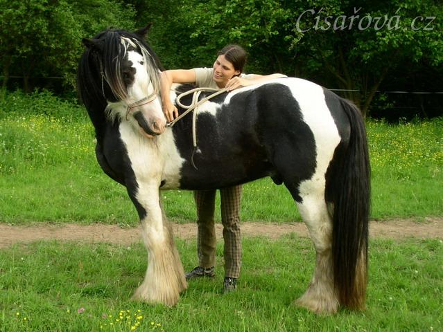 7 her podle Pata Parelli - ohnutí hlavy z druhé strany přes hřbet koně
