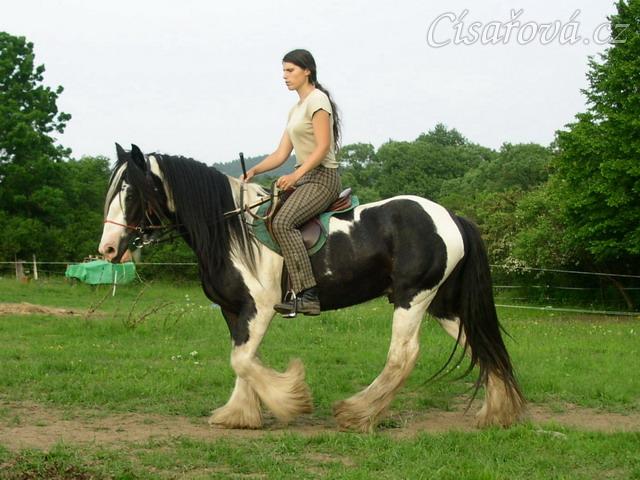 Jízdárna - krok, začátek kruhu