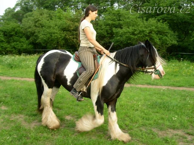 Jízdárna - ohnutí na kruhu v kroku