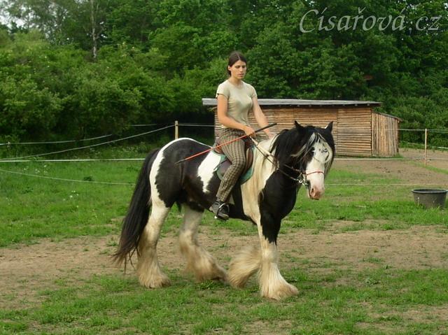 Jízdárna - ohnutí na kruhu v kroku