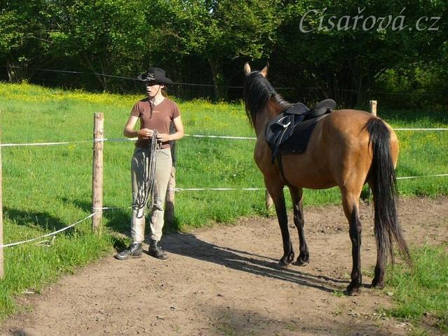 Práce ve volnosti v kruhovce - kůň sleduje člověka