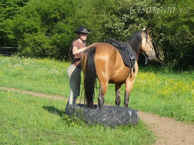 Práce na nákrčáku - stoupnutí do pneumatiky zadními nohami