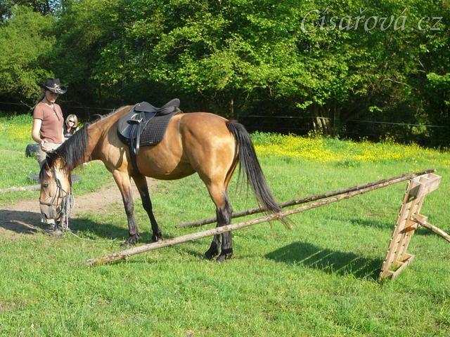 Práce na laně - zacouvání mezi klády do omezeného prostoru, tento cvik je pro Keisy těžký a tak ho přerušuji pochvalou