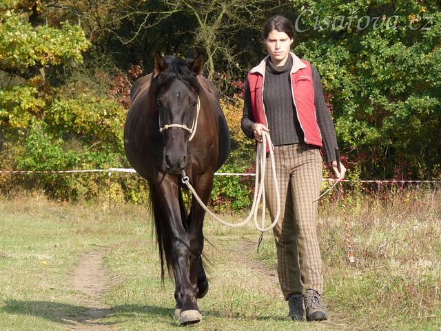 Ducado, dvouletý Andaluský hřebec, na procházce