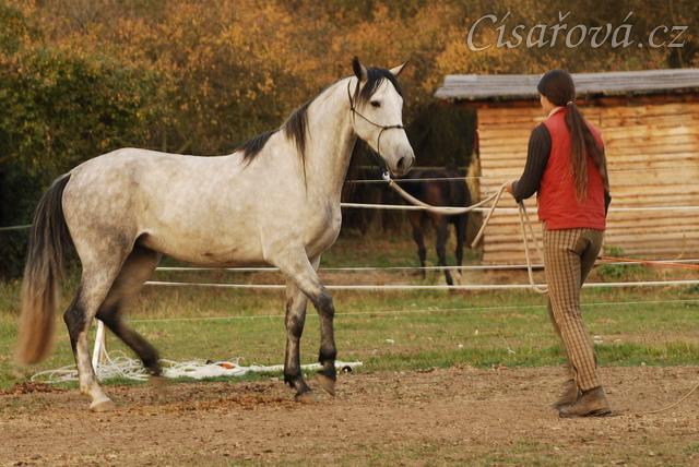 Divo, čtyřletý Andaluský valach, přirozená komunikace