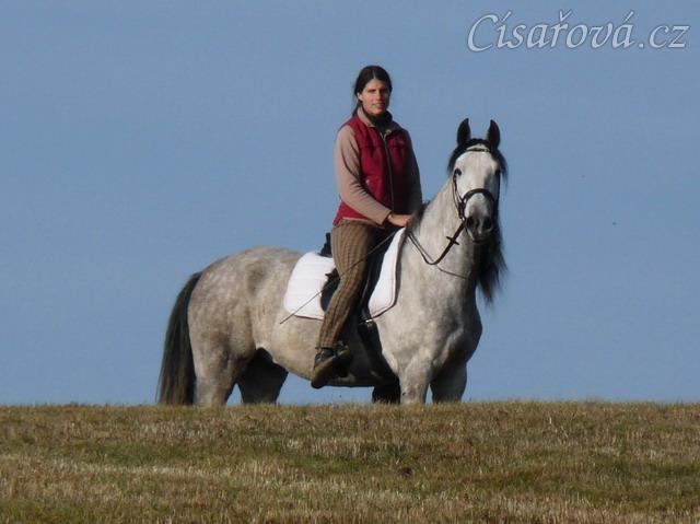 Divo, čtyřletý Andaluský valach, na vyjížďce