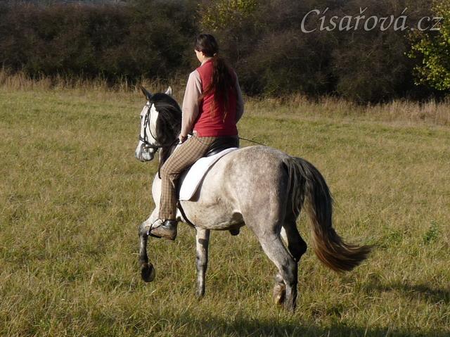 Divo, čtyřletý Andaluský valach, na vyjížďce